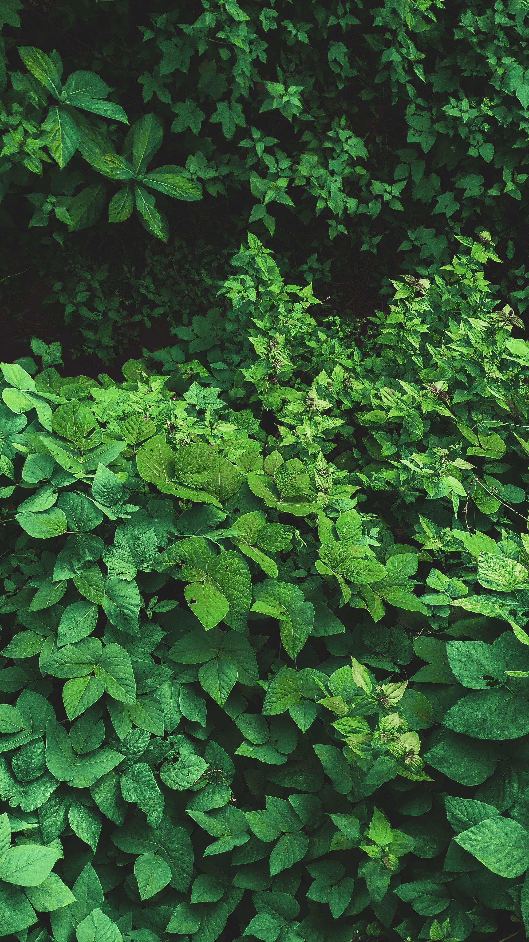 Leaves