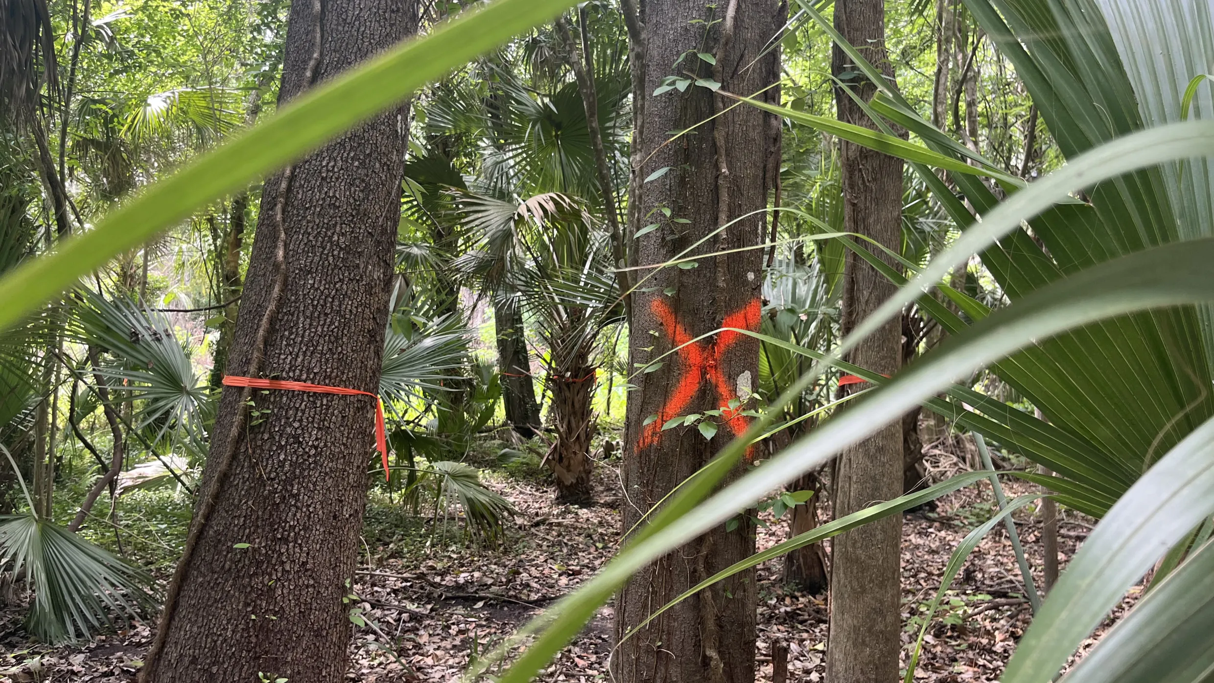 Deforestation article